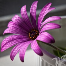 Hermosa flor turquesa descargar foto para avatar