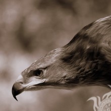 Eagle auf Avatar Foto herunterladen