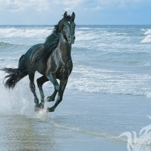 Foto eines schwarzen Pferdes an der Küste herunterladen