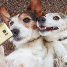 Download de foto de selfie de cachorro no avatar