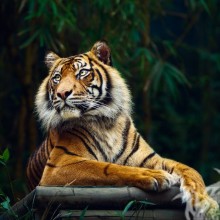 Descarga de fotos de tigre