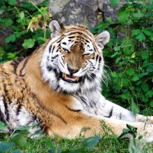 Foto de tigre enojado para descargar avatar