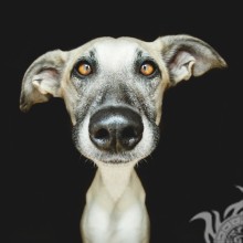 Lustiges Hundefoto zum Herunterladen des Avatars