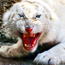 Tigre blanco enojado en descarga de avatar