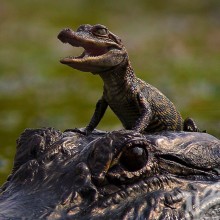 Crocodile Reptile Foto Download auf Profil