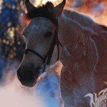 Descargar foto de avatar de caballo
