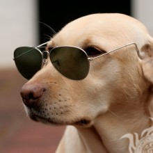 Собака в окулярах