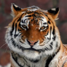 Foto de tigre en descarga de avatar