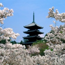 Pagoda y flores de cerezo para foto de perfil.