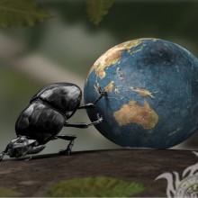 Käfer Bild herunterladen