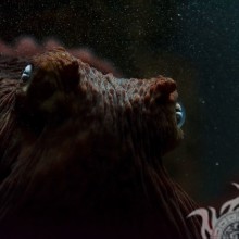 Cooles Foto ohne Gesicht auf einem Oktopus-Avatar