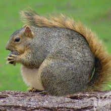 Fat Squirrel Avatar Lustig