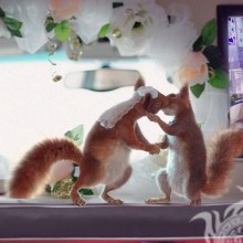 Avatar de casamento de esquilo de 1 canal