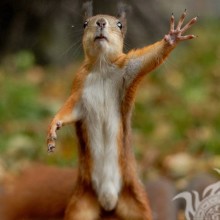 Echte Fotos von Eichhörnchen sind lustig