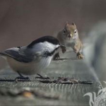 Schönes Foto von Eichhörnchen und Vogel