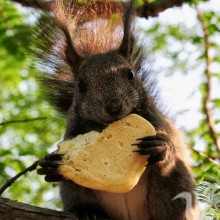 Eichhörnchen, Witze über die Liebe auf einem Avatar