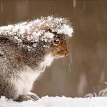 Білка взимку красиве фото