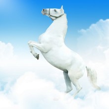 Білий кінь на аватар