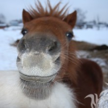 Imagen de cara de caballo para avatar