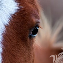Ojos de caballo