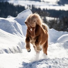 Schönes Foto eines Pferdes auf einem Avatar