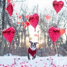 Avatar mit Hund Valentinstag