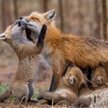 Foto de raposa e filhotes para avatar