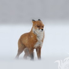 Fox en avatar