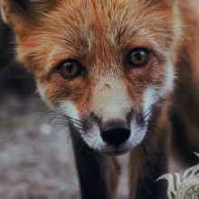 Linda foto de uma raposa em um avatar