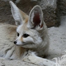 Fennec fox en avatar