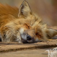 Foto de raposa dormindo para avatar