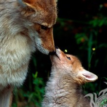 Avatares sobre maternidade, raposa e raposa