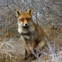 Schöner Fuchs auf dem Avatar in VK