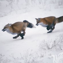 Imagen de avatar de fox chase