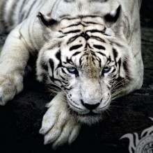 Tigre blanco en cubierta de perfil