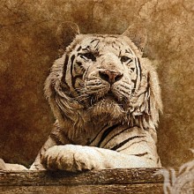 Hermosa foto de un tigre en un avatar