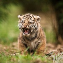 Hermosa foto de tigres para avatar.