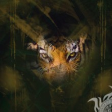 Fotos de un tigre en un avatar