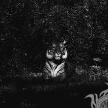 Foto de un tigre sobre un avatar en VK