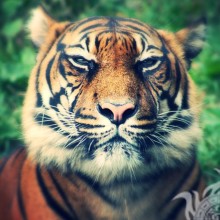 Descargar foto genial de tigre para avatar