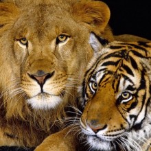 Foto de tigre y león juntos para avatar
