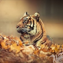 Скачать на аву красивое фото тигра