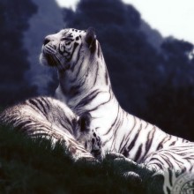 Завантажити аву з білим тигром