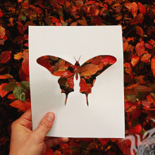 Schmetterlingsrot verlässt Herbstschattenbild auf Rechnung
