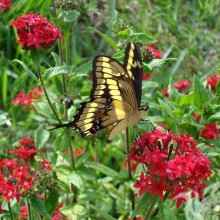 Природа цветы бабочки