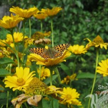 Schmetterling auf einer gelben Blume