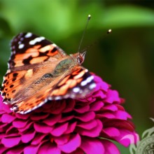 Descarga de fotos de mariposa sobre una flor