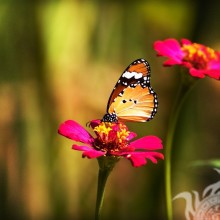 Schmetterling auf einem Blumenfoto