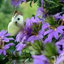 Una mariposa se asienta sobre una flor.