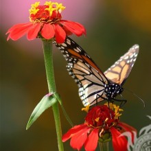 Schmetterling auf einer roten Blume